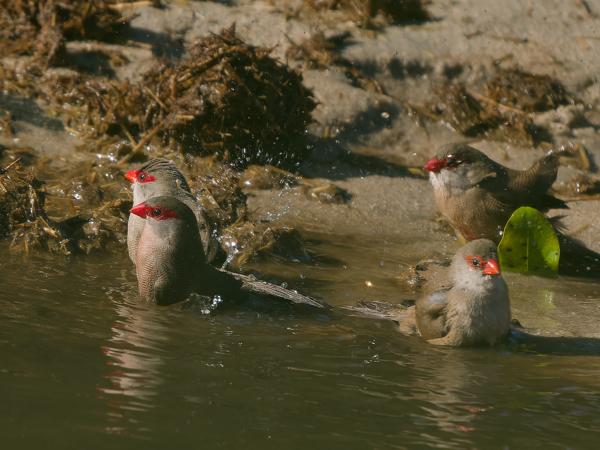 <h3>Estrilda astrild / Common waxbill / Sint‑helenafazantje</h3>OM-1 Mark II with OLYMPUS M.150-400mm F4.5 TC, 1/2000 sec at F5.6, ISO 640, distance 13.6 m